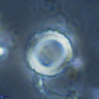 Tonromeinia bilenii 25250