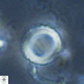 Tonromeinia bilenii 25250