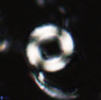 Tonromeinia bilenii 25253