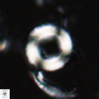 Tonromeinia bilenii 25253