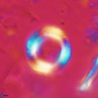 Tonromeinia bilenii 20009