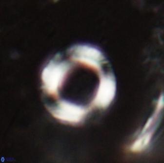 Tonromeinia bilenii 20010