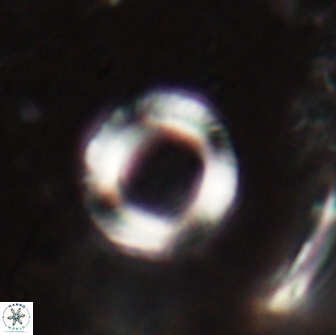Tonromeinia bilenii 20010
