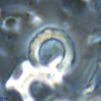 Tonromeinia bilenii 20011