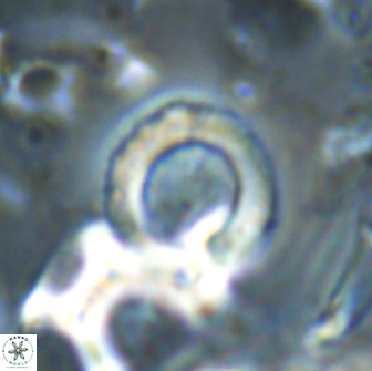 Tonromeinia bilenii 20011