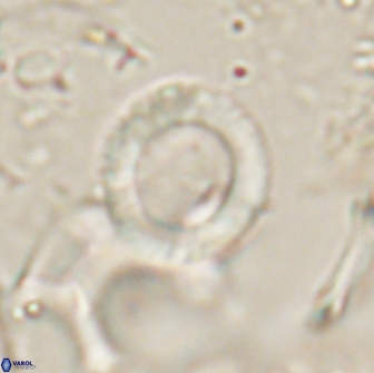 Tonromeinia bilenii 20013