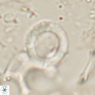 Tonromeinia bilenii 20013