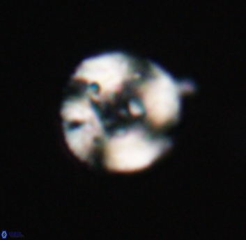 Tonromeinia bilenii 23564