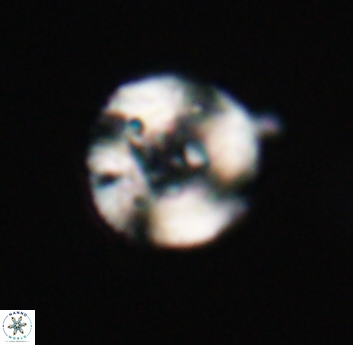 Tonromeinia bilenii 23564