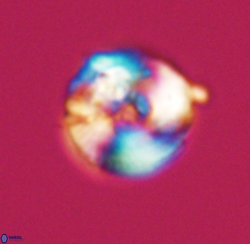 Tonromeinia bilenii 23566