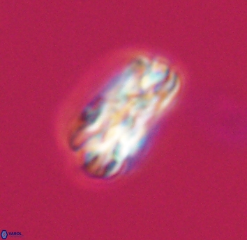 Tonromeinia bilenii 23567