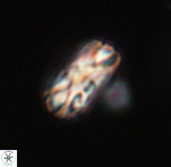 Tonromeinia bilenii 23562