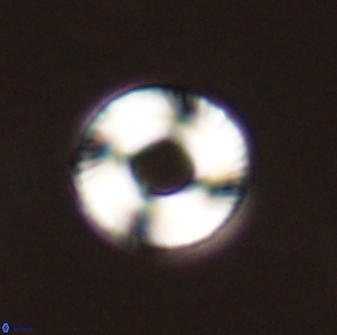 Tonromeinia bilenii 56524