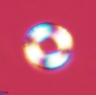 Tonromeinia bilenii 56525