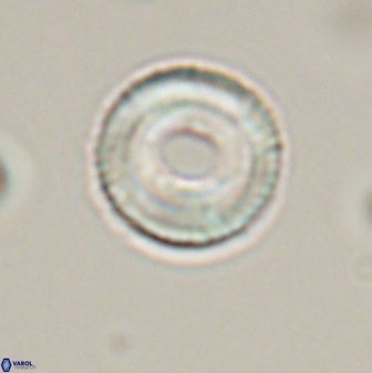 Tonromeinia bilenii 56526