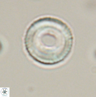 Tonromeinia bilenii 56526