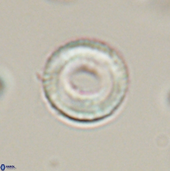 Tonromeinia bilenii 56527