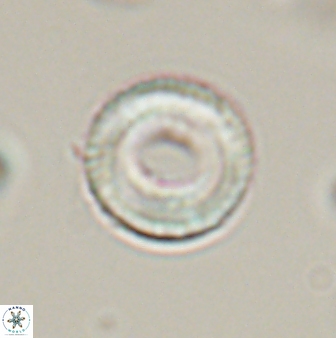 Tonromeinia bilenii 56527