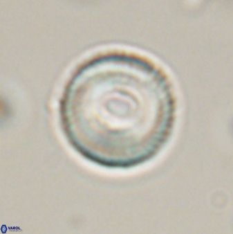 Tonromeinia bilenii 56528