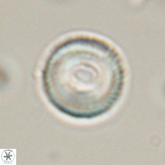 Tonromeinia bilenii 56528