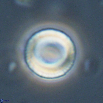 Tonromeinia bilenii 56529