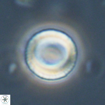 Tonromeinia bilenii 56529