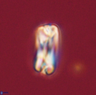 Tonromeinia bilenii 56534