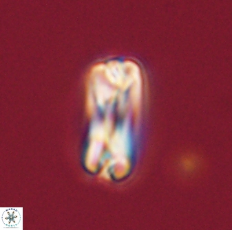 Tonromeinia bilenii 56534