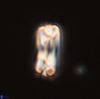 Tonromeinia bilenii 56535