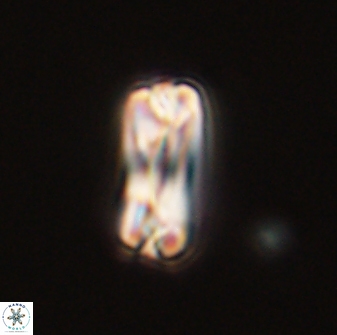 Tonromeinia bilenii 56535