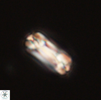 Tonromeinia bilenii 56536