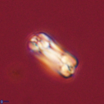 Tonromeinia bilenii 56537