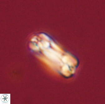 Tonromeinia bilenii 56537