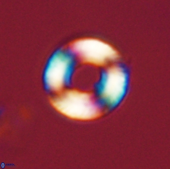 Tonromeinia bilenii 56538