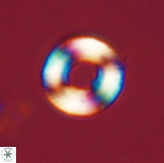 Tonromeinia bilenii 56538