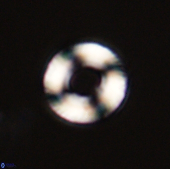 Tonromeinia bilenii 56539