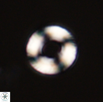Tonromeinia bilenii 56539