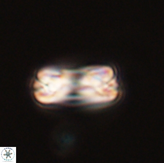 Tonromeinia bilenii 56531