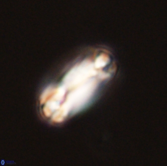 Tonromeinia bilenii 56532