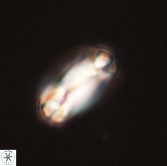 Tonromeinia bilenii 56532