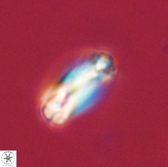 Tonromeinia bilenii 56533