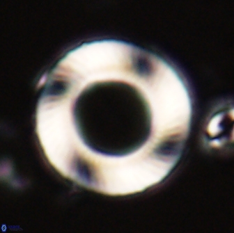 Tonromeinia davidii 20096