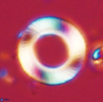 Tonromeinia davidii 20097