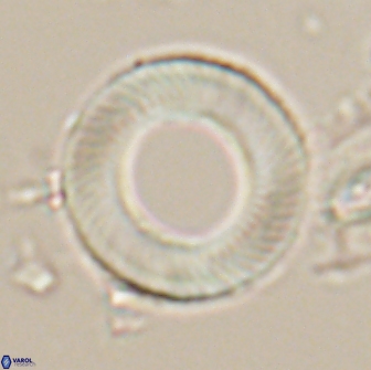 Tonromeinia davidii 20098