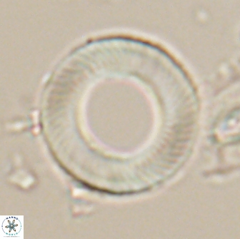 Tonromeinia davidii 20098