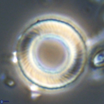 Tonromeinia davidii 20099