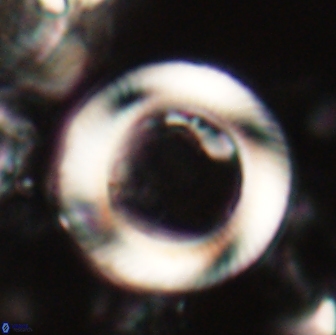 Tonromeinia davidii 20895