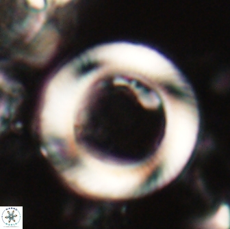 Tonromeinia davidii 20895