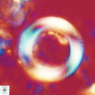 Tonromeinia davidii 20896