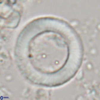 Tonromeinia davidii 20897